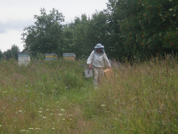 пасека у дачи пчеловодство для начинающих