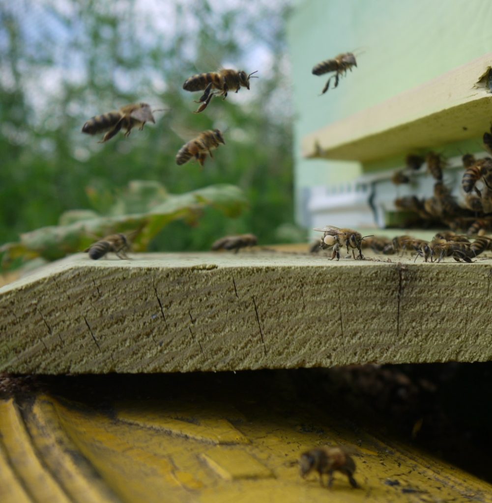 пчелы идут с обножкой и нектаром