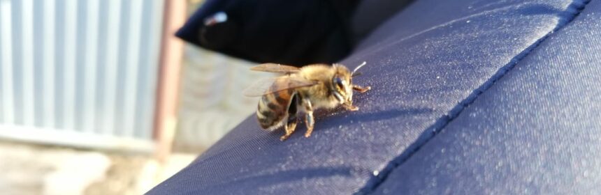 пчела на плече