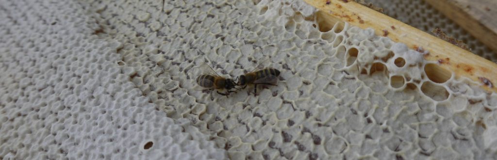 пасека Костромская область