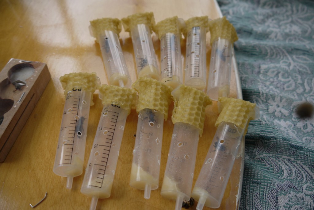 безопасная подсадка маток