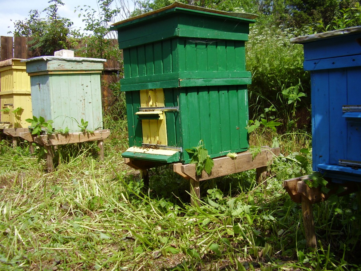 Какие ульи лучше для пчел. Улей на пасеке. Передвижная пасека кочевка. Пасека пеноулик. Улей бибокс.