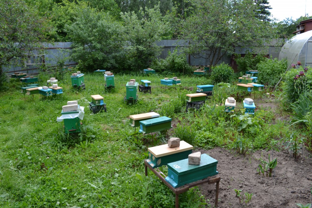 Пчеловодство на %: февраля 