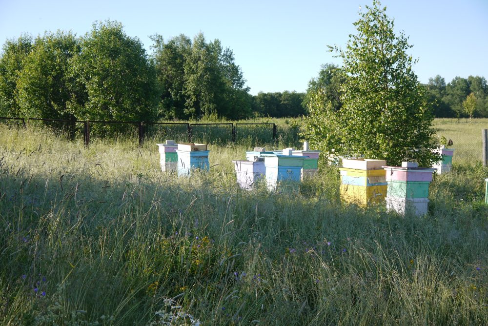 выгодно ли пчеловодство