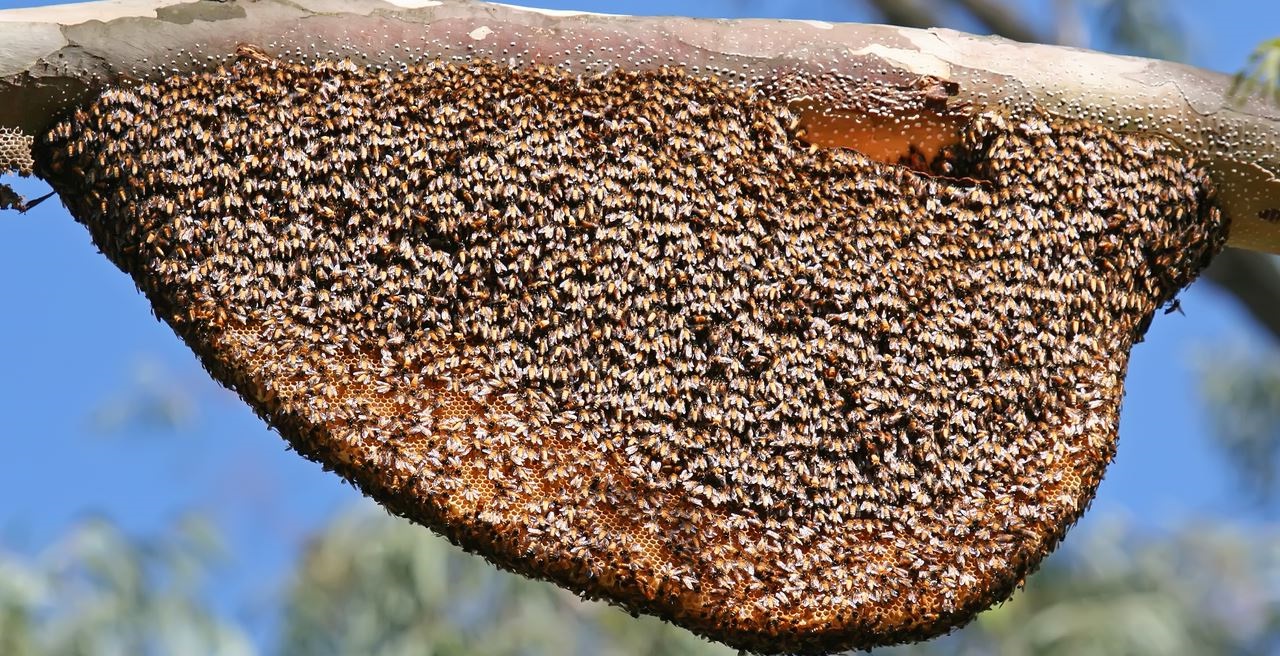 гнездо гигантских пчел
