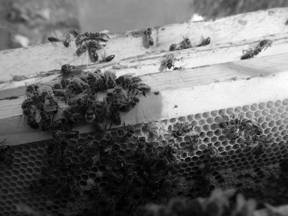 спят ли пчелы