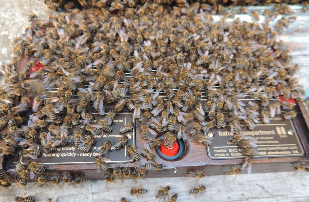 пчелы на ядоприемнике