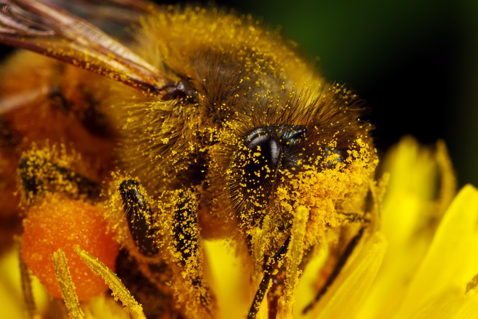 пыльца пчелы