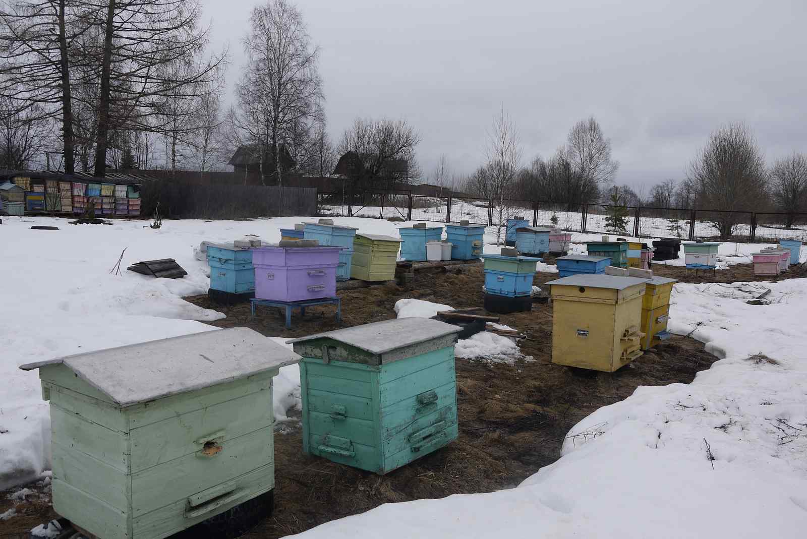 выгодно ли пчеловодство