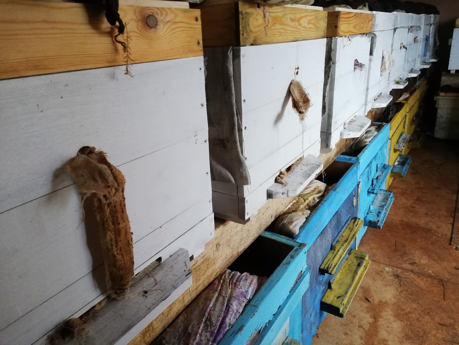 пчелиные семьи в зимовникеокончание пчеловодного сезона