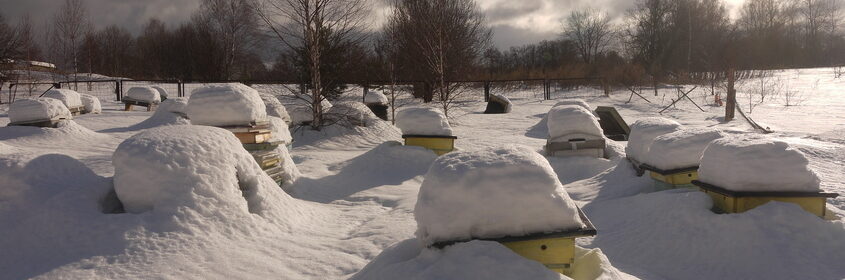 так зимуют пчелы под снегом