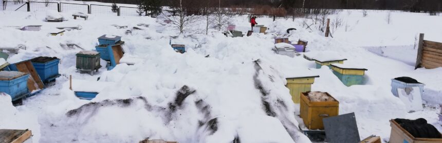 общий вид нашей пасеки