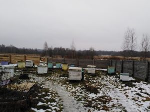 итоги пчеловодного сезона